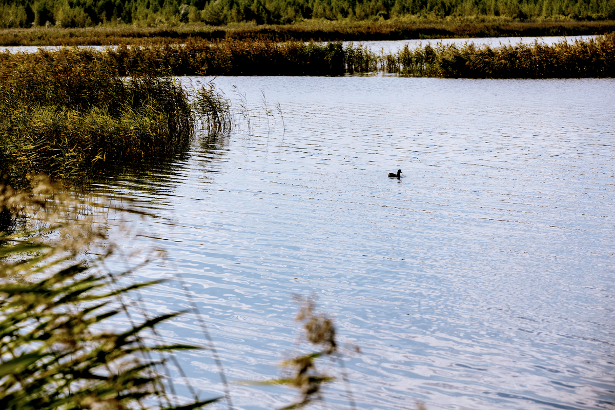 На озёрной глади Чистого пруда любят плавать утки