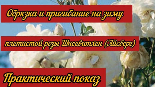 Обрезка и пригибание на зиму плетистой розы Шнеевитхен (Айсберг). Практический показ.