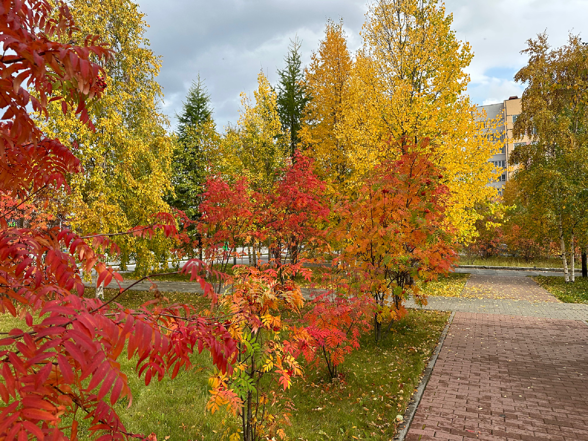 Золотая осень в сентябре в городе Ноябрьске.