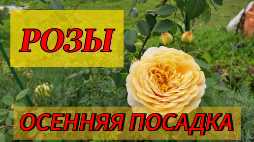 Осенняя посадка роз 🌹..Особенности посадки..Как составить посадочную яму?