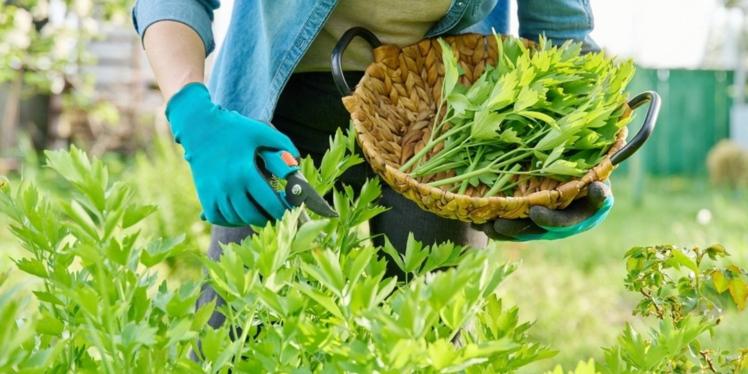 Любисток - «знакомый незнакомец»: почему полезен и как выращивать