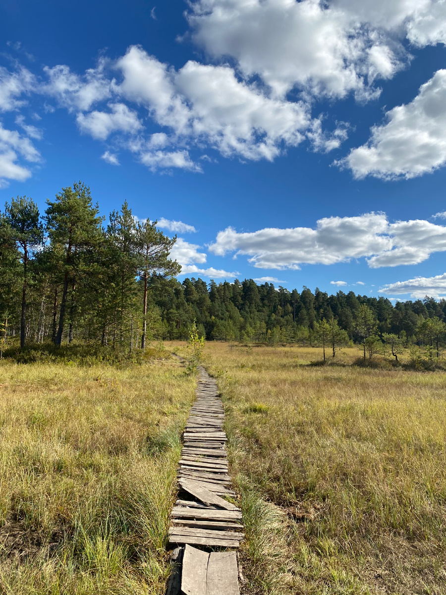 Такие дорожки проложены по болоту, если сойти, то можно провалиться. Какие-то кривые стали 