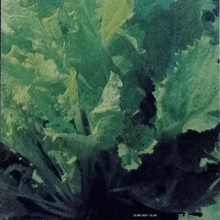 НАРЕЗАТЬ ЛИСТЬЯ ПЕКИНСКОЙ КАПУСТЫ СОЛОМКОЙ, ПОСОЛИТЬ И ПРИПУСТИТЬ НА СКОВОРОДКЕ В МАСЛЕ. РАЗДВИНУТЬ КАПУСТУ ПО КРАЯМ, А В СЕРЕДИНУ ОСТОРОЖНО ВЛИТЬ ЯЙЦА, ЧТОБ НЕ ПОВРЕДИТЬ ЖЕЛТОК. 