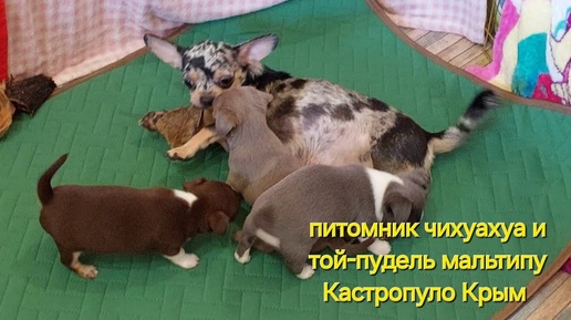 Инга и её малыши чихуахуа 36 дней питомник Кастропуло Крым купить щенка #chihuahua #puppy