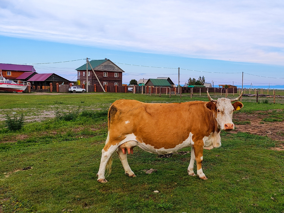 Корова, а за ней — лодка на улице Пименова, у турбазы «Станица»