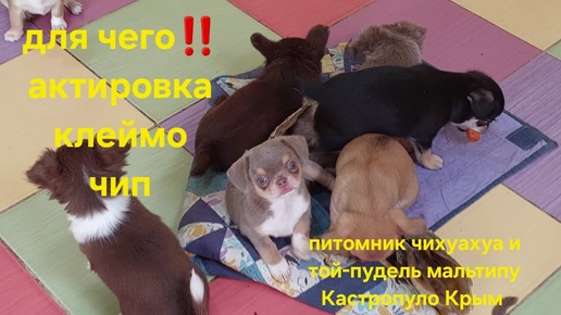 ДЛЯ ЧЕГО‼️ #актировка #клеймо #чип питомник чихуахуа и той-пудель мальтипу Кастропуло Крым