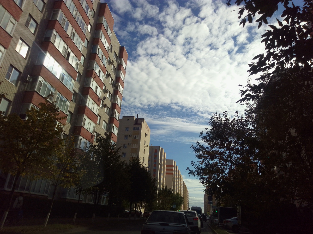 Городские джунгли