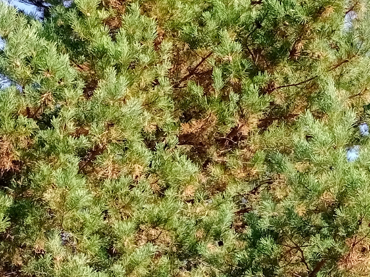 Здесь хорошо виден процесс, беспокоивший владельцев. 