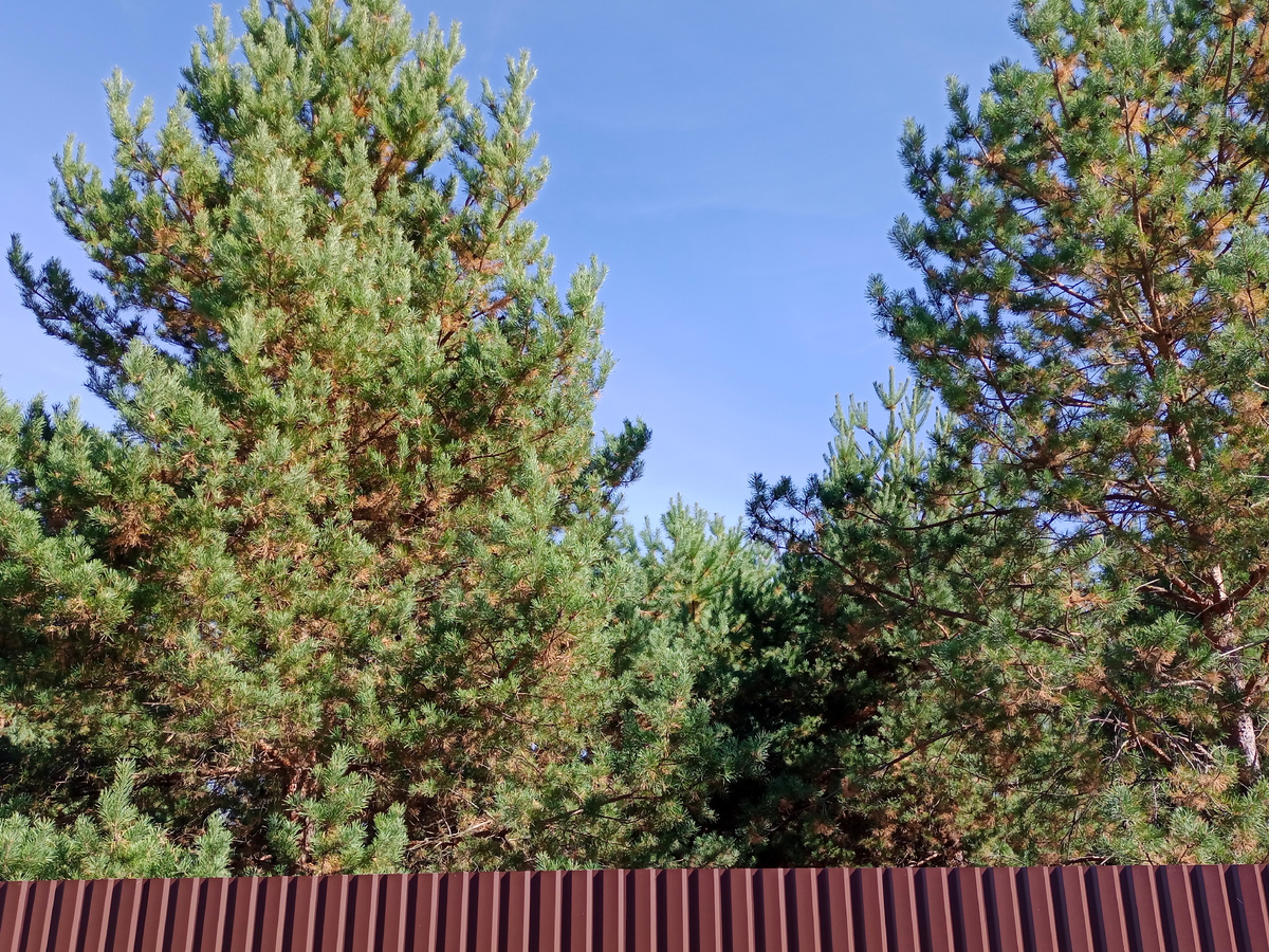 Вот такие у нас участки!