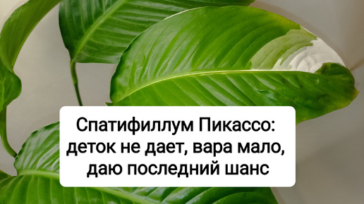 Спатифиллум Пикассо: деток не дает, вариегатности мало - даю последний шанс