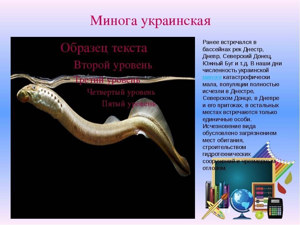 Они не исчезают, они плывут на Запад.