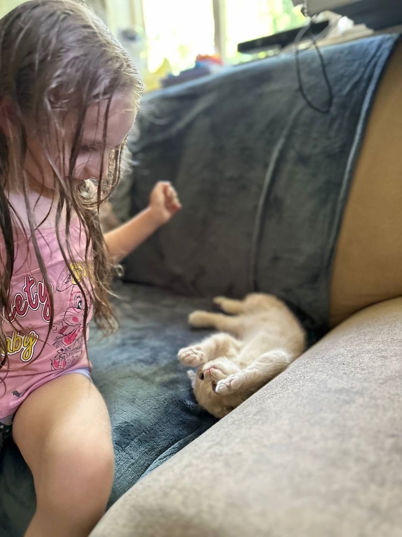 дочка играет с котенком
