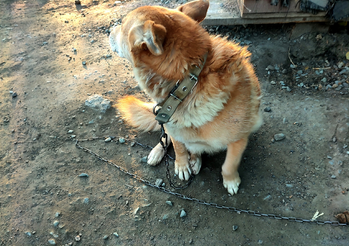 Вот, теперь сидит и даже в глаза мне смотреть  боится... Стыдно наверное стало