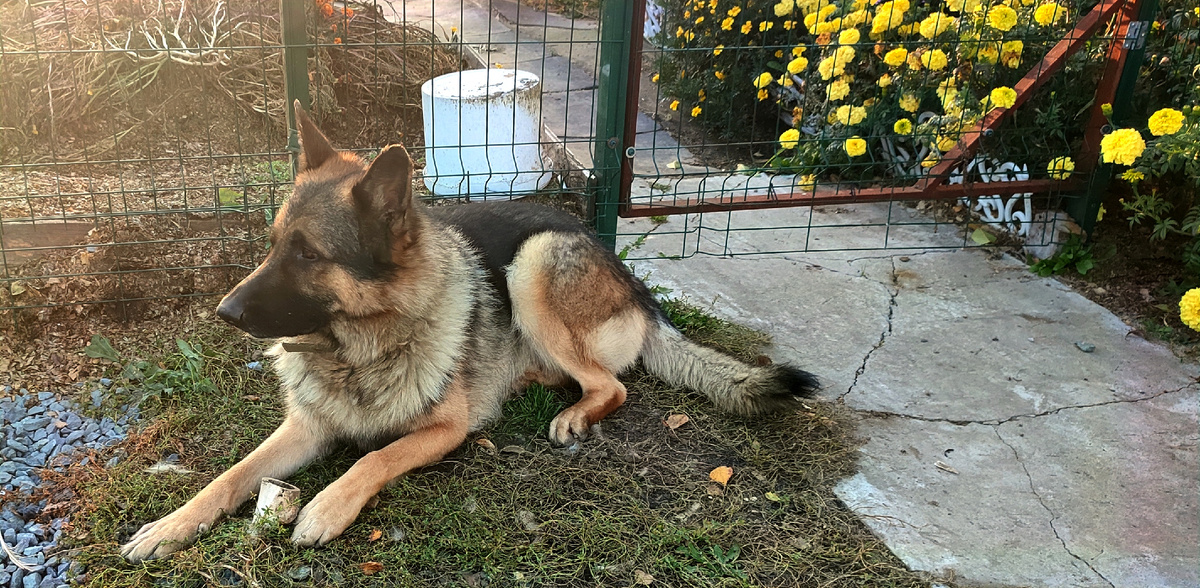 А это уже Бося. Тоже в глаза мне не смотрит, понимает что поступил плохо. 