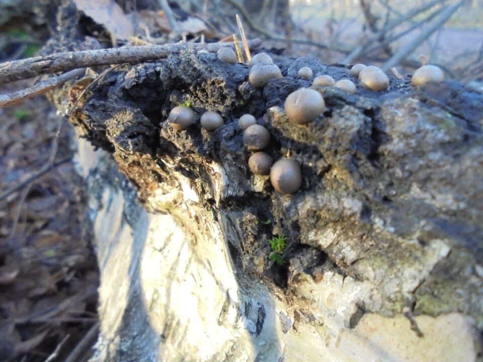    Ликогала древесинная. Источник: Wikimedia.commons/Давид Андронов