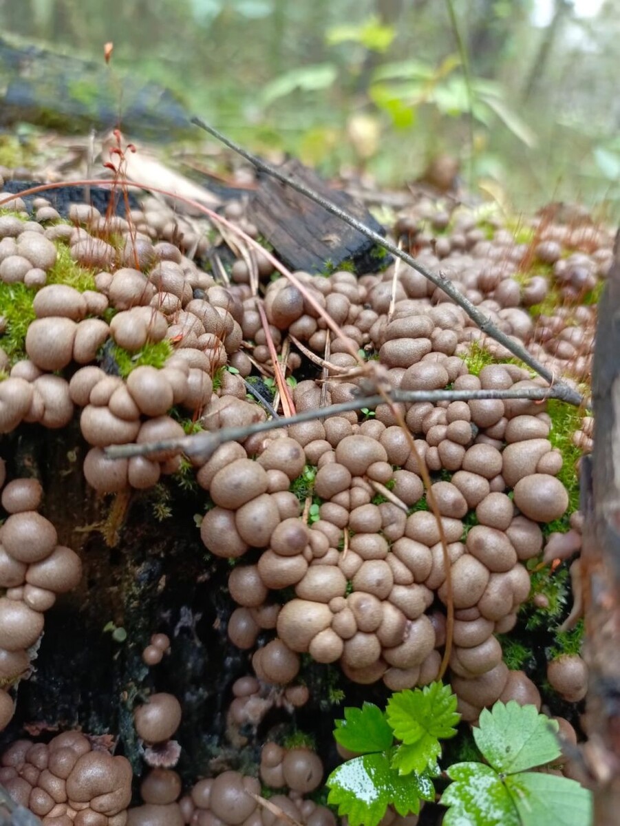    Ликогала древесинная. Источник: "Знамя труда"