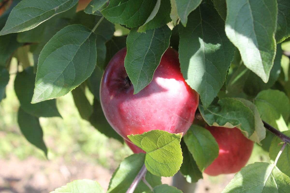 Фото сделано сегодня. Это и далее все фото мои