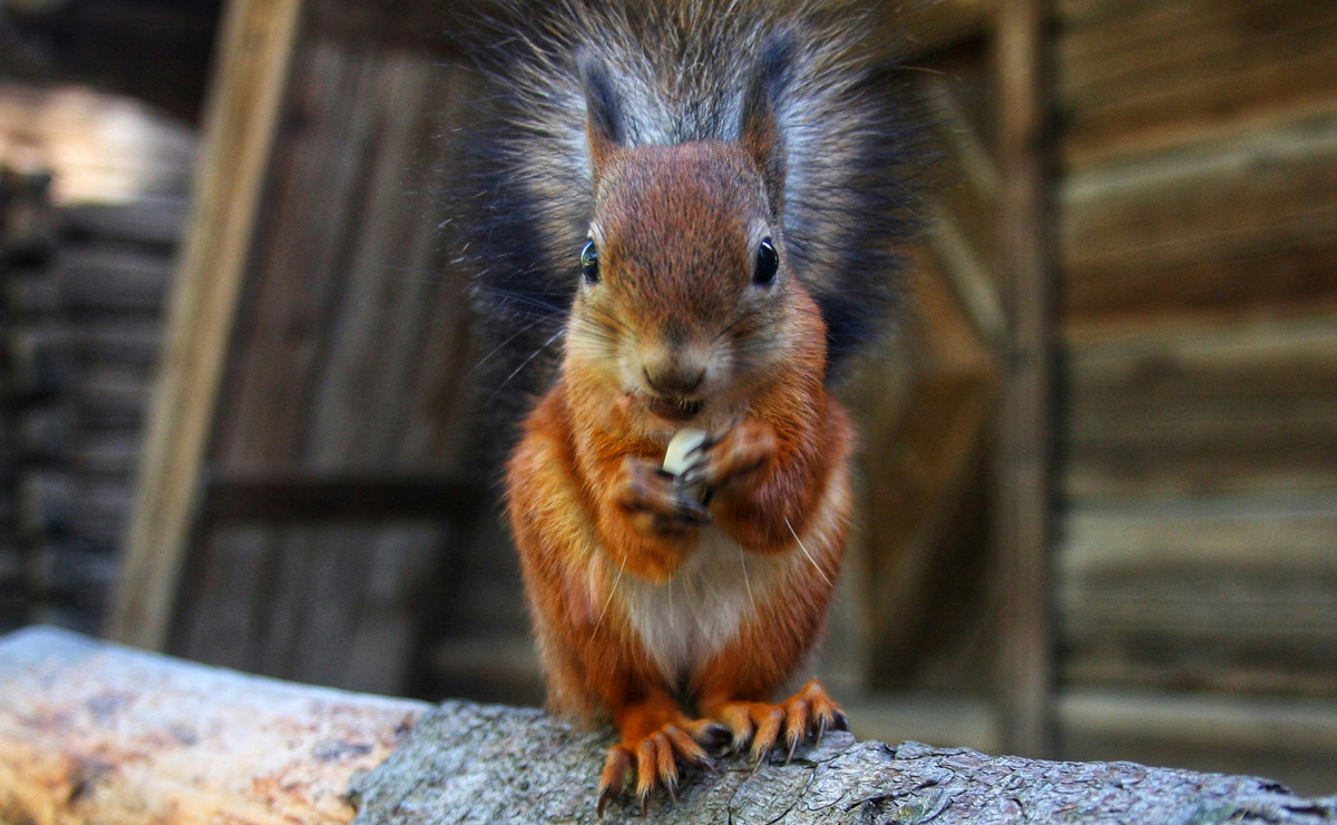 Фото: Niko Lewman/Unsplash.com