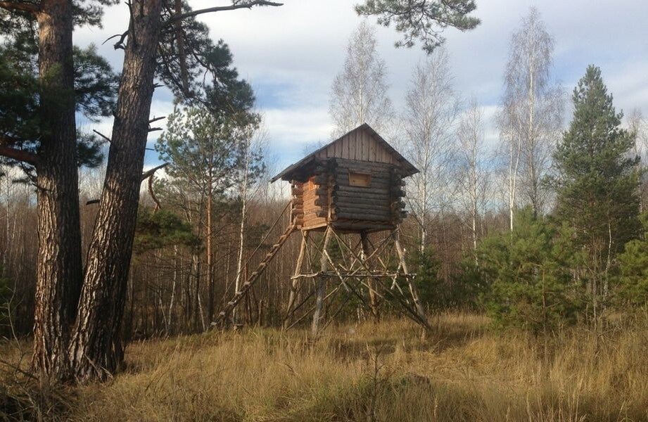 В торопецких лесах Тверской области введен временный запрет на охоту