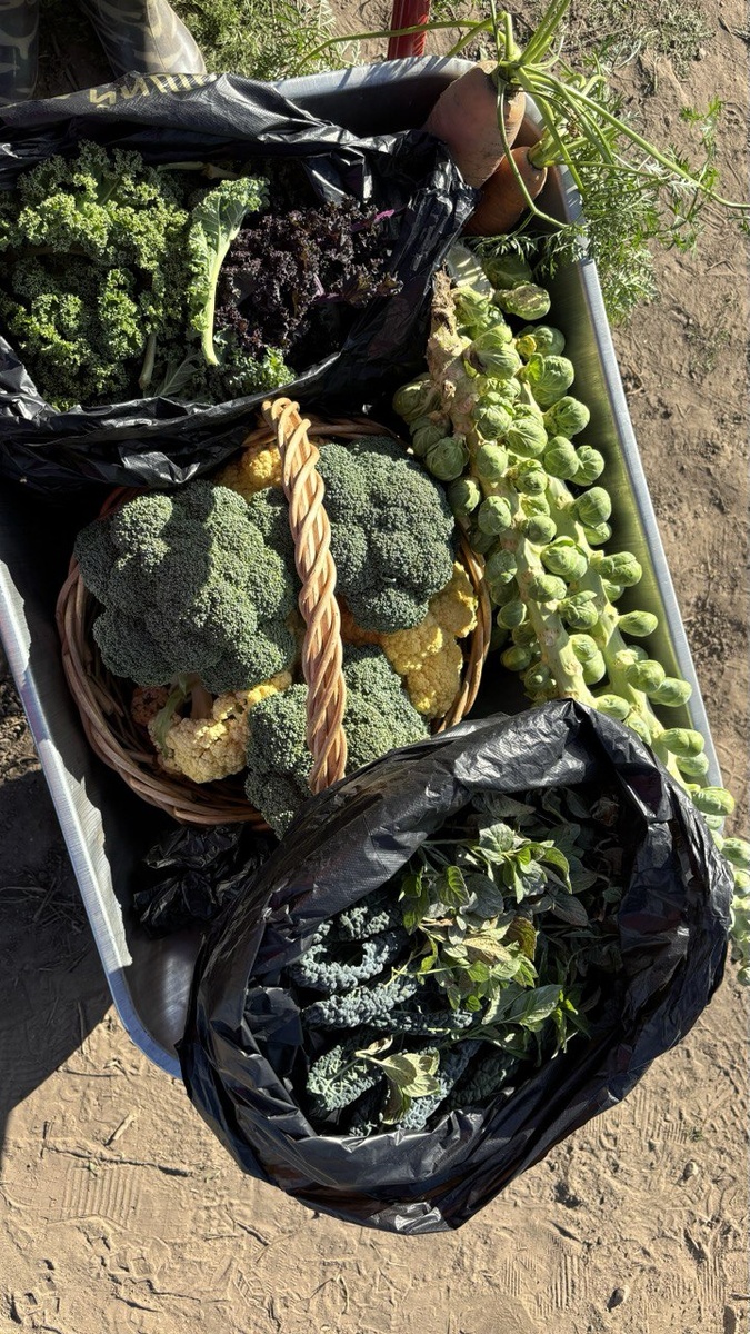 Мой урожай с фермы "Жили-растили"