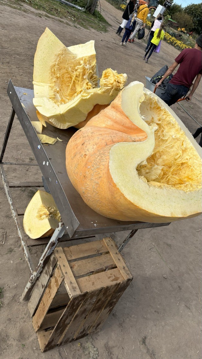 Рекордная тыква с фермы "Жили-растили" весом 162 кг.