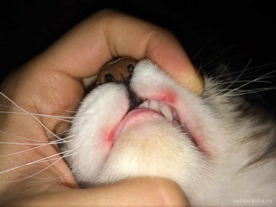 Стоматит (фото).