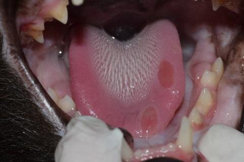 Стоматит (фото).