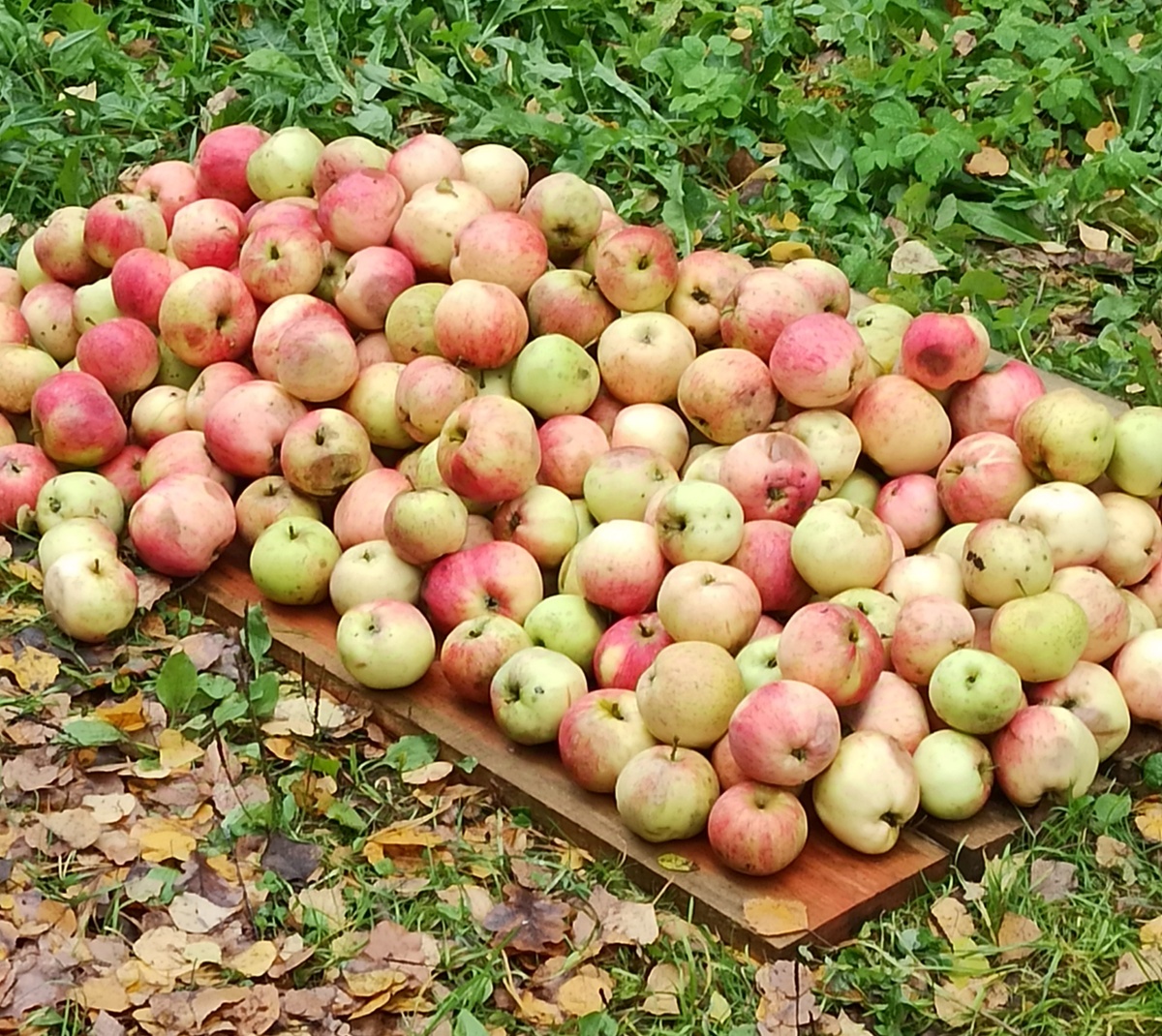 Фото мне. Яблоки не мои. Снято у дочки в Подмосковье. Там люди просто выставляют излишки урожая у калитки. Кому нужно - берут. Я брала для детей. 