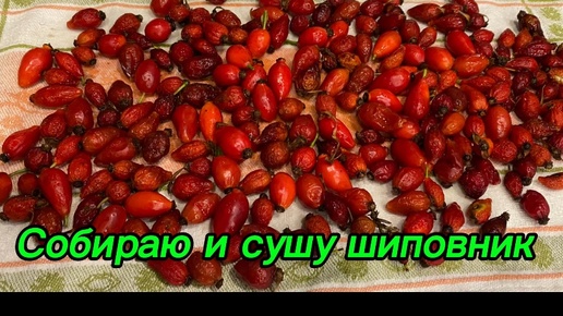 Собираю и сушу шиповник!