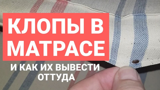 Как появляются клопы на матрасах и что делать, если эти паразиты поселились внутри него?