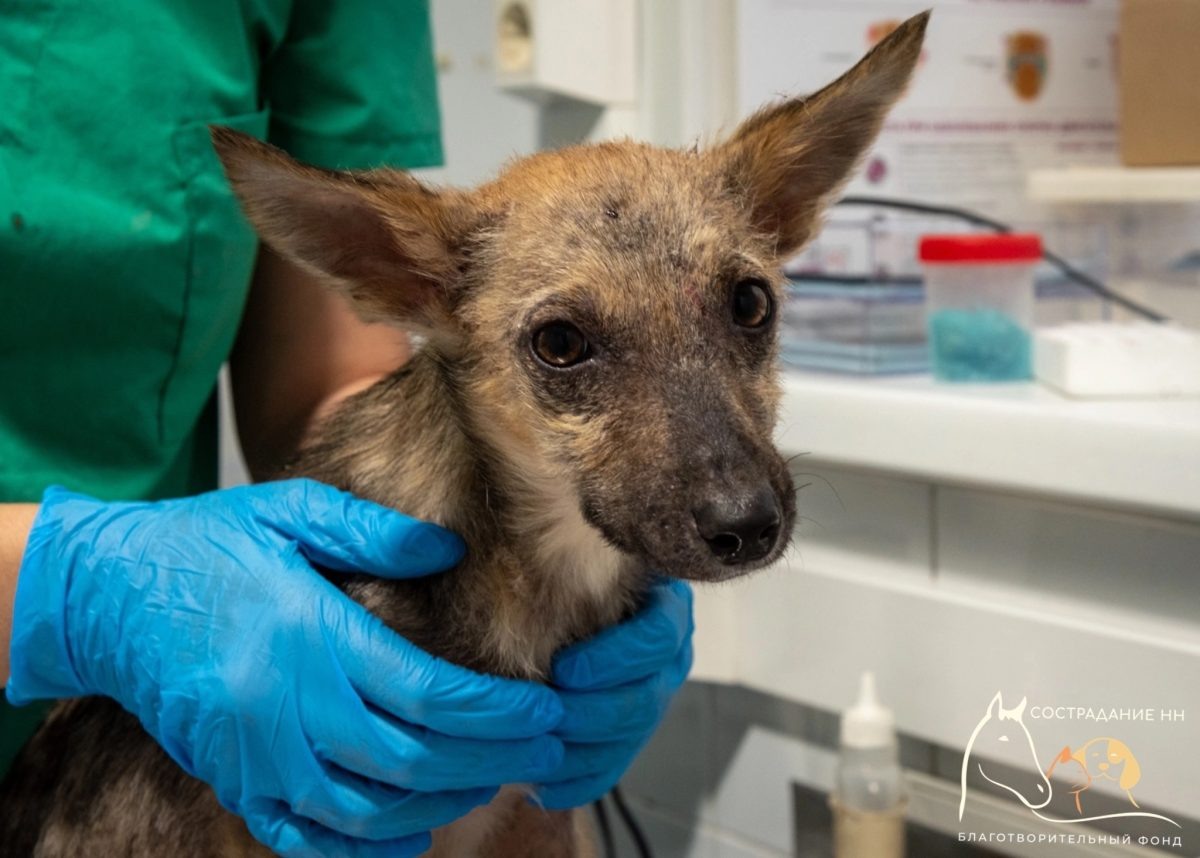    Женщина перемещалась по городу со скулящим пушистиком