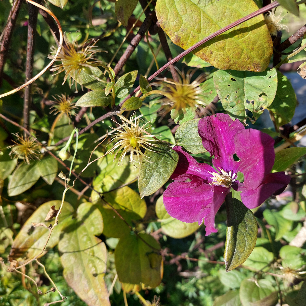 Сегодня обрезала все четыре сорта клематисов. Осталось чуть засыпать грунтом основание каждого растения и всё! Ну как тут не порадоваться!