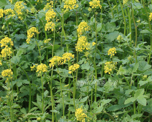 Горчица - любимейший сидерат из семейства Крестоцветных.