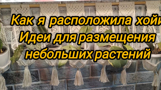 Как я расположила хойи. Мои идеи для размещения небольших комнатных растений