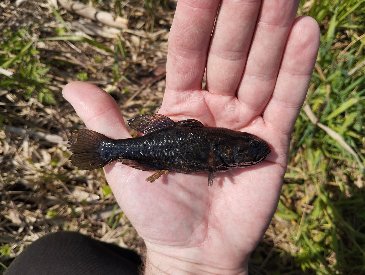 Ротан (Perccottus glenii), пойманный и выплюнутый обыкновенным ужом.