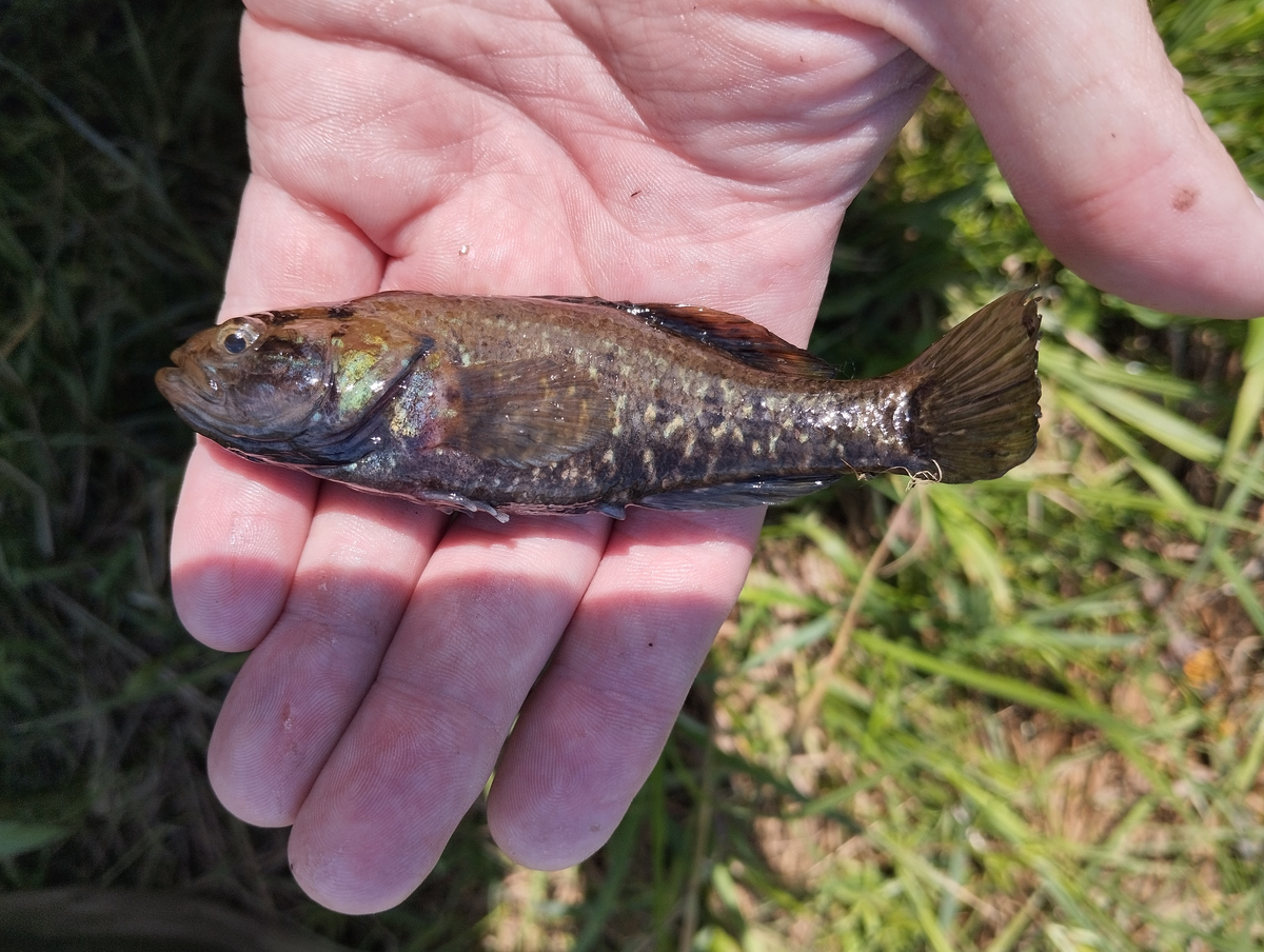 Ротан в брачном наряде.