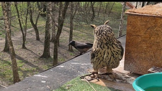 Сова и ворона. Наглость, слабоумие и отвага. Вороны дружат с совой