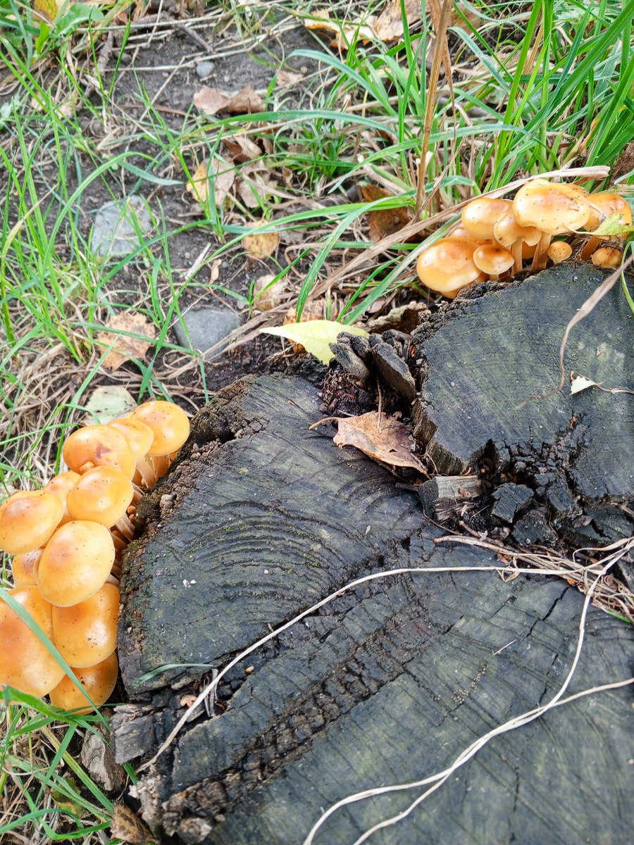 Фламмулина