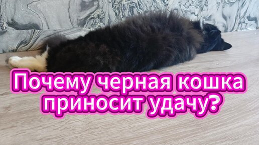 Черная кошка приносит удачу