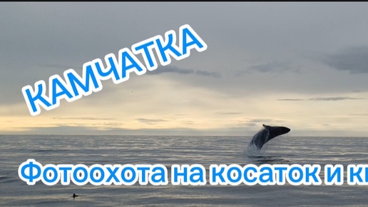 Камчатка: фотоохота на косаток и китов