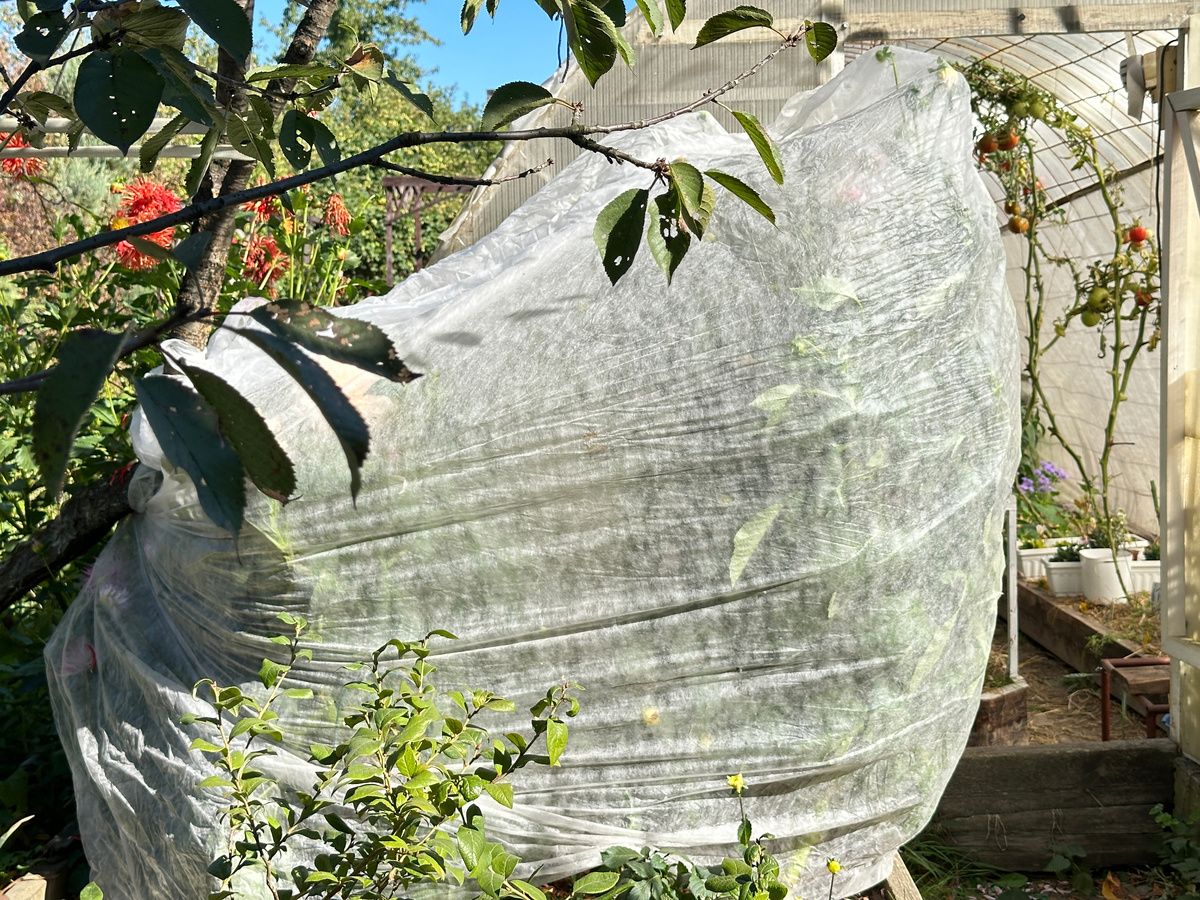 Укрытая на случай заморозка группа новых у меня георгинов.