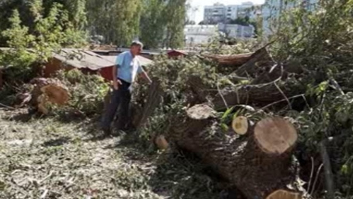    ЧП на улице Карла Маркса 61А Курска - упавшее дерево придавило шестилетнего ребенка