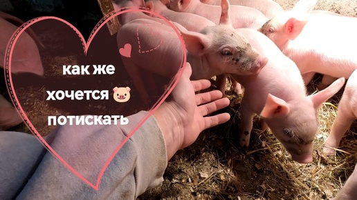 Неделя 🐷 темпикам🤗 очень хочется потютюшкать таких бархатных 🤩