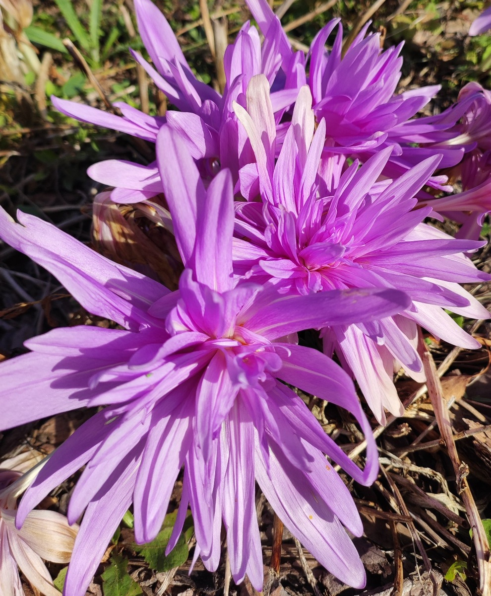 Безвременник - это крокус наоборот. Цветет осенью.🍁