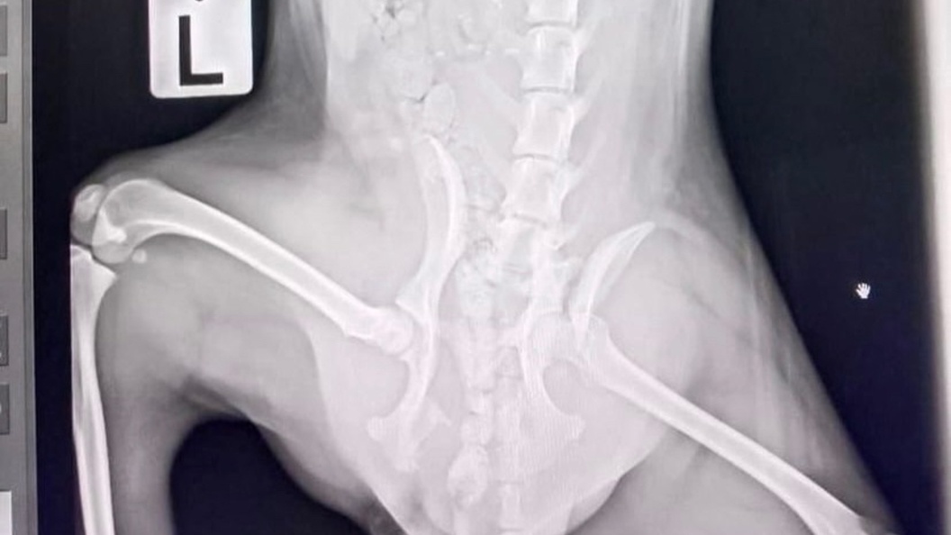    Фото: "Потеряшки Краснодара"/vk.com/public65863089