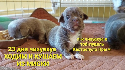 #милота #чихуахуа #chihuahua #ПРОДАЖА #купитьщенка +79787458062 питомник Кастропуло Крым #puppy#влог