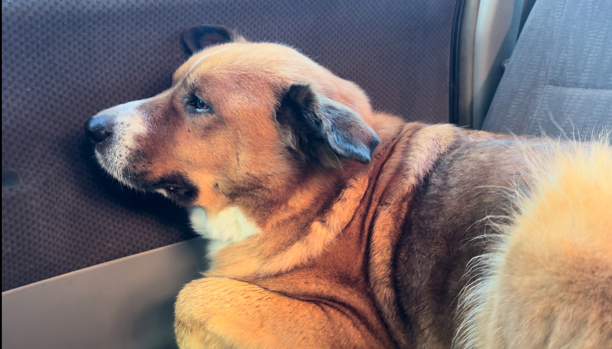 Собака своего добивака 😉