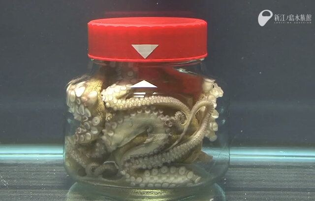 Осьминог в банке