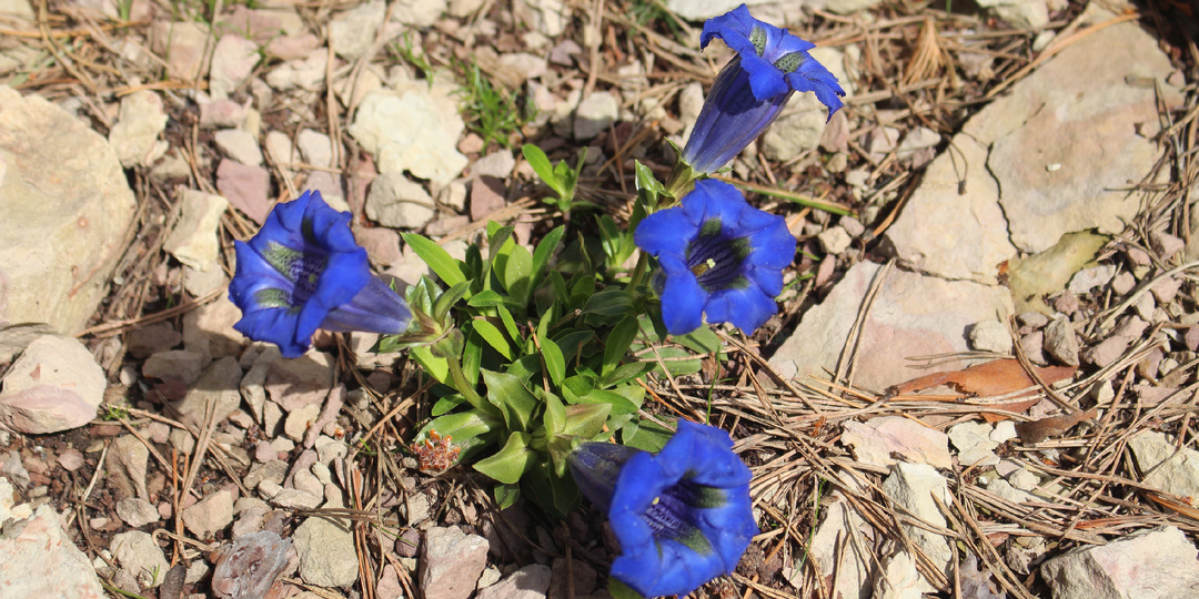 Как лучше (хуже?..) мульчировать: корой или камнем