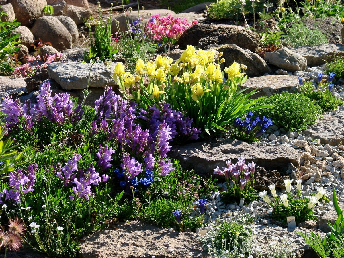 Сад и фото Галины Морозовой, СПб, vk.com/aurora68